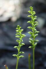 Microtis arenaria