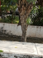 Sciurus yucatanensis