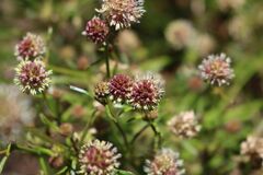 Opercularia scabrida