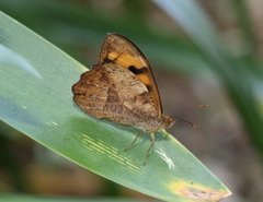 Heteronympha mirifica