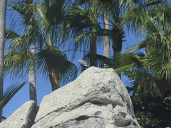 Ctenosaura hemilopha