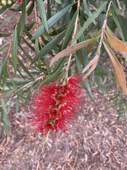 Melaleuca citrina