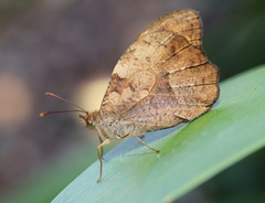 Heteronympha mirifica