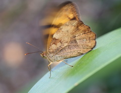 Heteronympha mirifica