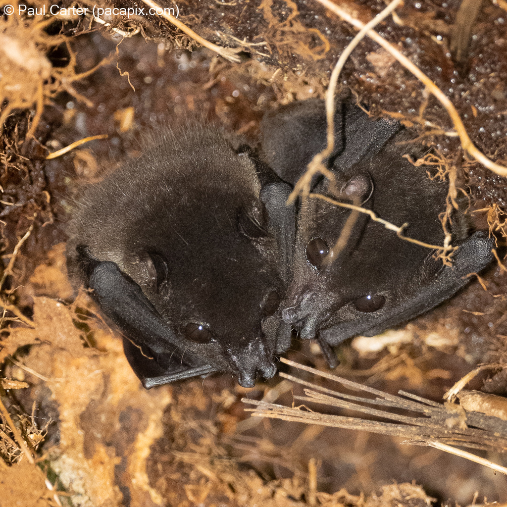 Pygmy Fruit Bat From Frasers Hill Pahang Malaysia On July 25 2022