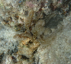 Synapta maculata