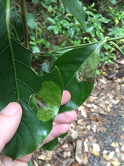 Corythoxestis zorionella