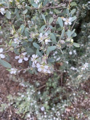 Leptospermum laevigatum