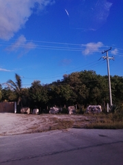 Eumomota superciliosa