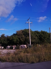 Eumomota superciliosa