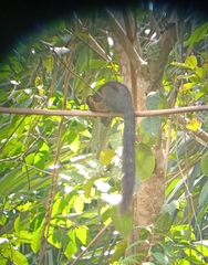 Ratufa bicolor