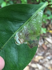 Corythoxestis zorionella