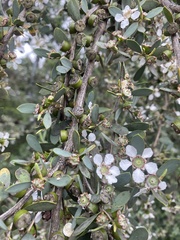 Leptospermum laevigatum