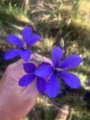 Cheiranthera linearis
