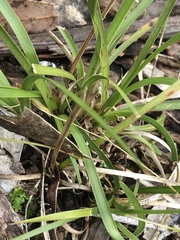 Lomandra densiflora