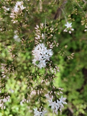 Calytrix tetragona