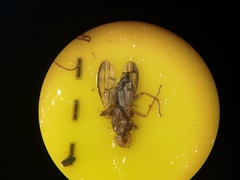 Opomyzidae
