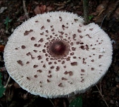Macrolepiota