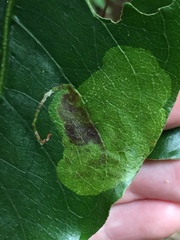 Corythoxestis zorionella