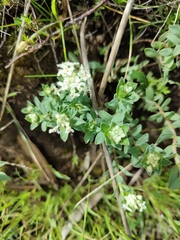 Pimelea humilis