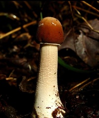 Macrolepiota