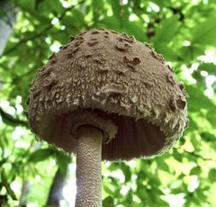 Macrolepiota