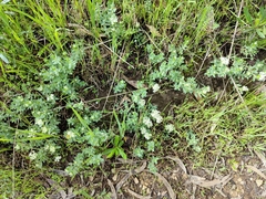 Pimelea humilis