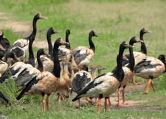 Anseranas semipalmata