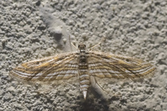 Parapoynx fluctuosalis