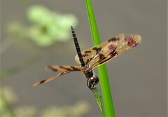 Rhyothemis graphiptera