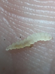 Corythoxestis zorionella