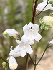 Penstemon multiflorus