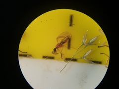 Phyllodromia melanocephala