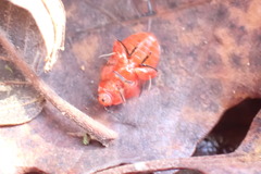 Disonycha discoidea