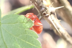 Disonycha discoidea
