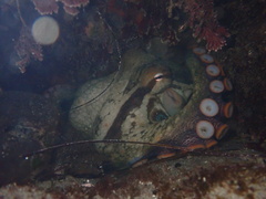 Octopus bimaculoides