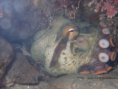 Octopus bimaculoides