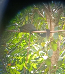 Ratufa bicolor