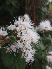 Ageratina petiolaris