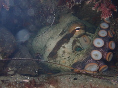Octopus bimaculoides