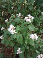Ageratina petiolaris