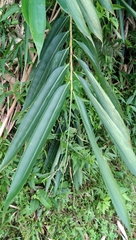 Gigantochloa apus