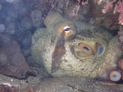 Octopus bimaculoides