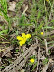 Hibbertia crinita