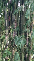 Gigantochloa apus