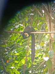 Ratufa bicolor