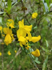 Cytisus scoparius