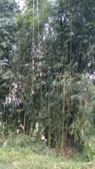 Gigantochloa apus