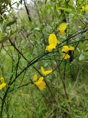 Cytisus scoparius