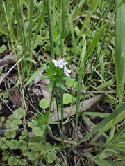 Sherardia arvensis
